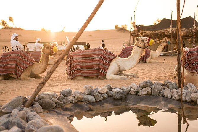 Dubai: Bedouin Culture Safari - Falconry with a 25-minute demonstration