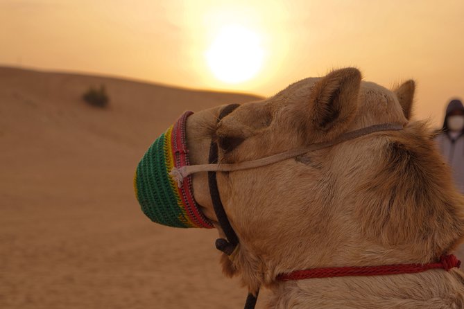 Dubai Buggy Tour in red sands and Desert Safari - What the self-drive session is really like