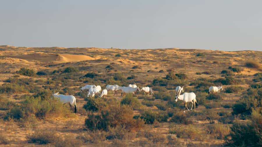 Dubai: Conservation Drive & Platinum Breakfast - Small details that improve the morning