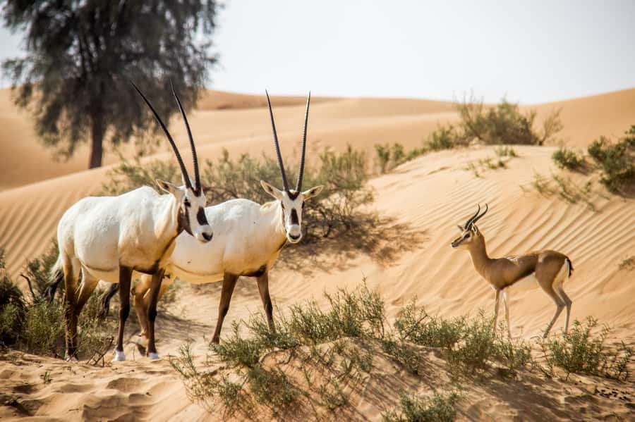 Dubai: Conservation Drive & Platinum Breakfast - Breakfast at the Platinum Camp