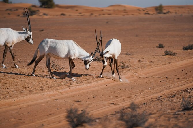 Dubai Desert Safari: Camel Ride, Sandboarding, BBQ & House Drinks - Is the $123 Price Fair?