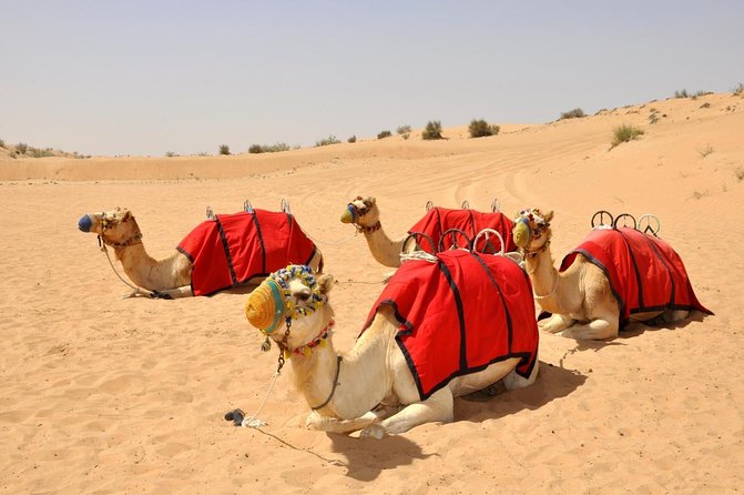 Dubai Evening Desert Safari: Sandboarding, BBQ, Camel Ride & more - Key points to know before booking