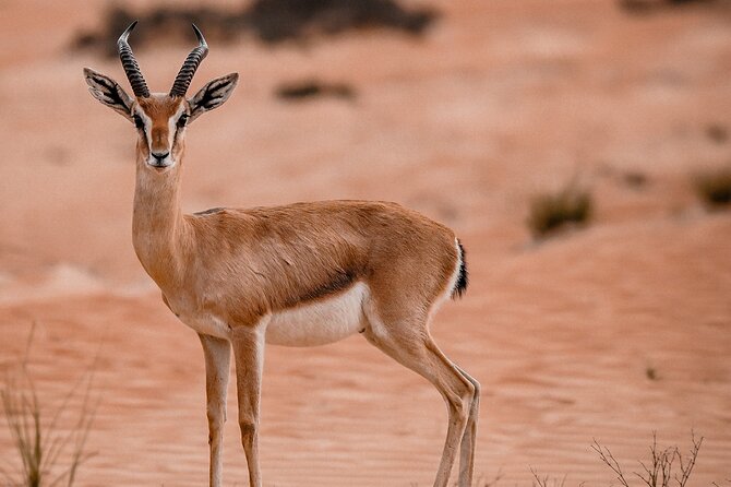 Dubai Evening Desert Safari: Sandboarding, BBQ, Camel Ride & more - A short camel ride and beginner-friendly sandboarding