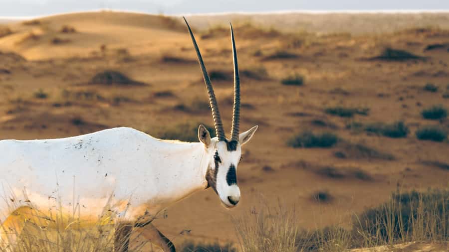 Dubai: Heritage Desert Safari wtih Overnight and Breakfast - Practical Details That Make the Night Easier