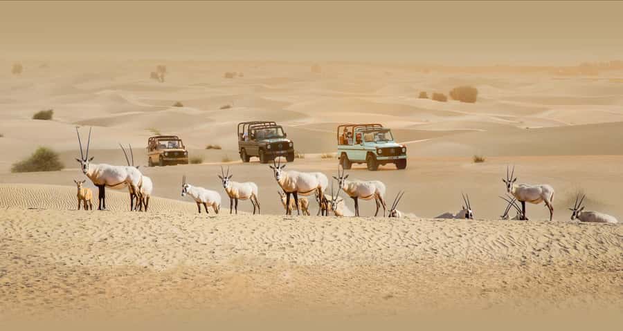 Dubai: Heritage Safari, Camel Ride & Al Marmoom Oasis Dinner - Leaving Dubai for Al Marmoom