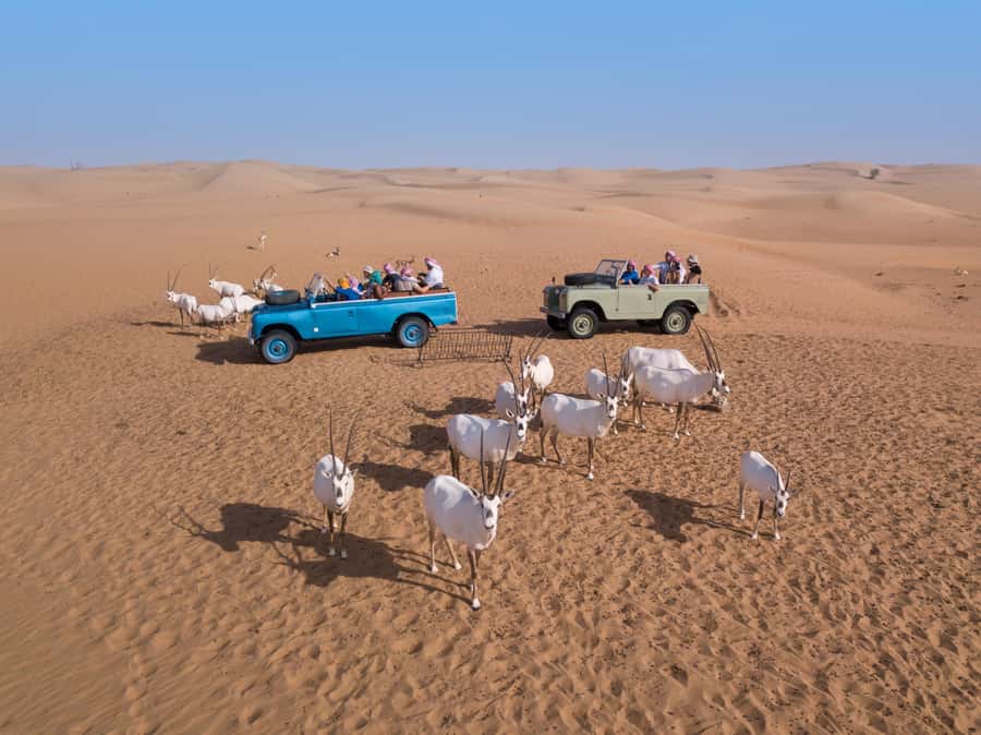 Dubai: Heritage Safari in Vintage Land Rover with Dinner - A Bedouin-style camp with genuine local flavors