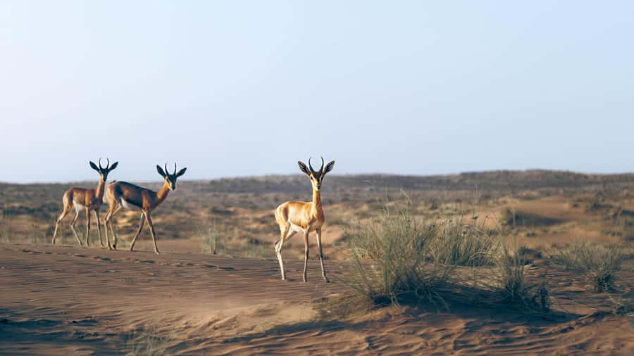 Dubai: Heritage Safari in Vintage Land Rover with Dinner - The conservation drive through Dubai’s protected desert