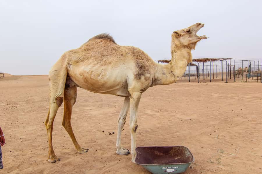 Dubai: Morning Desert Safari with Camel Ride & Sandboarding - The campsite welcome: Gahwa, dates, and a short camel ride