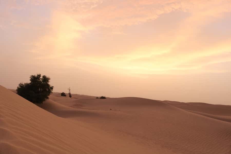 Dubai: Morning Desert Safari with Camel Ride & Sandboarding - What $50 buys you