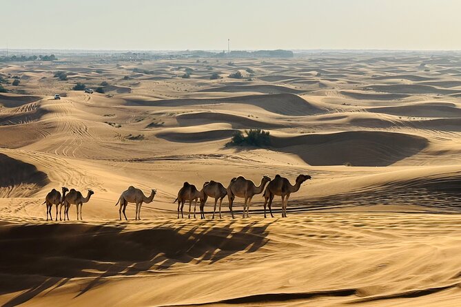 Dubai Morning Evening Desert Safari,Sand boarding and Camel ride - The $45 price and what you receive