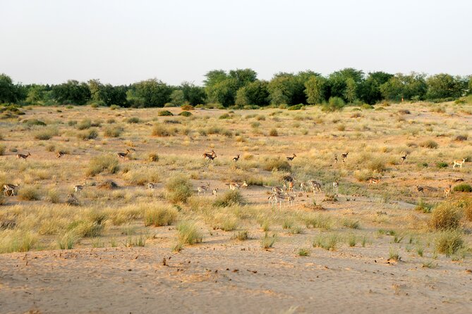 Dubai: Morning Safari by Vintage G Class & Al Marmoom Experience - Spices, crafts, cooking, and Bedouin stories
