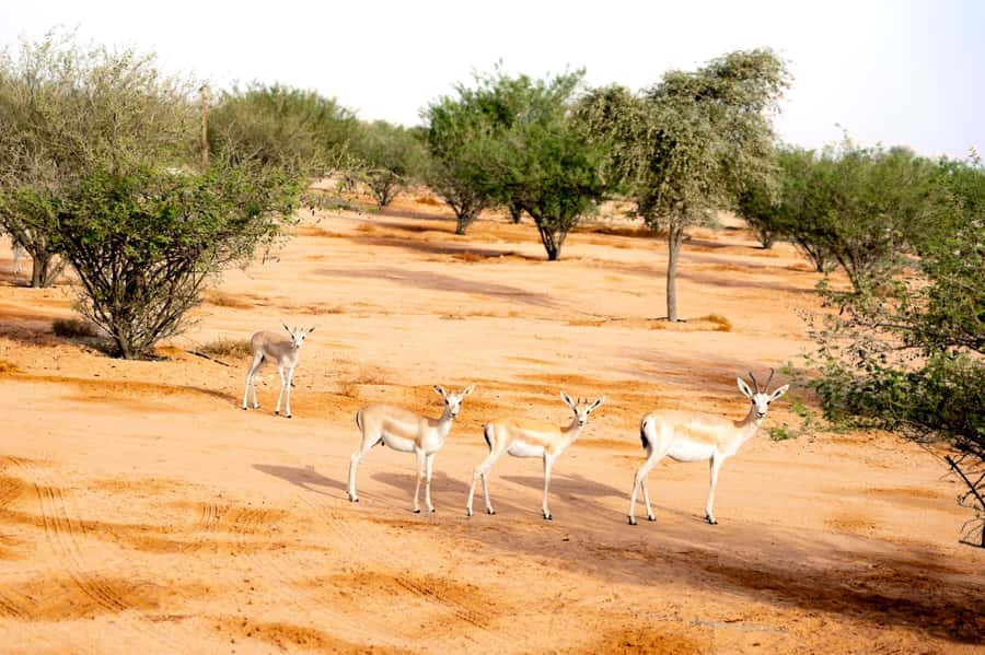 Dubai: Overnight Safari with Luxury Dome Stay & Stargazing - What the $1,071 price really buys you