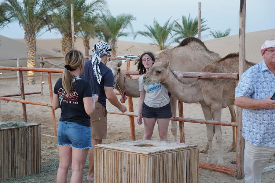 Dubai: Red Dune Desert Safari, Quad Bike, Camels, and BBQ - Camels, falcons, tea, and the quieter side of the desert