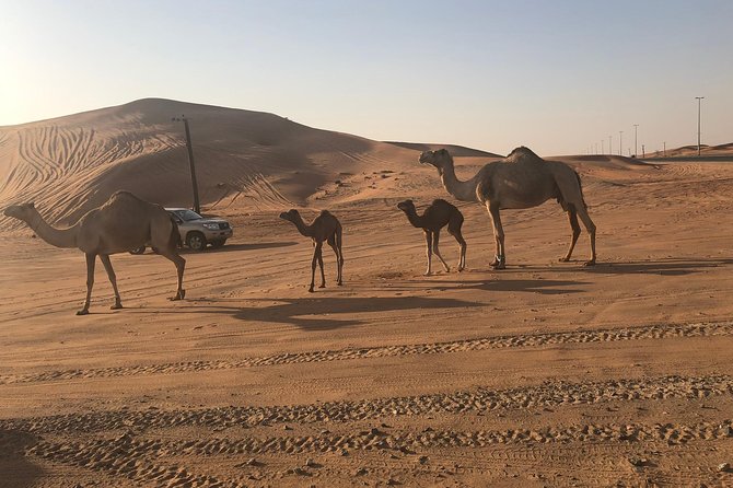 Dubai Red Dunes Desert Safari : Sandboarding, BBQ & Live Shows - Dune bashing across Lahbab’s red sand