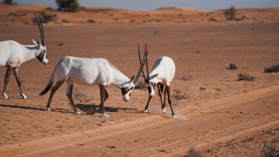 Dubai Red Dunes Safari: Dune Bashing, Camel Ride & Breakfast - Comfort, safety, and practical limits