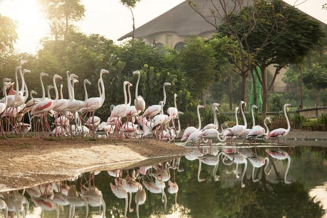 Dubai Safari Park - Key things to know before you go