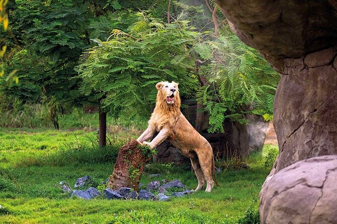 Dubai Safari Park - The Arabian Desert Safari keeps the transport varied