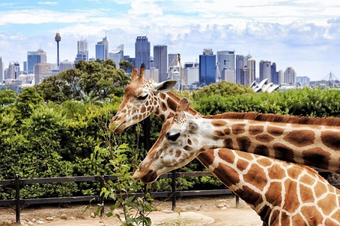 Dubai Safari Park - Live shows and Kids Farm stretch the visit