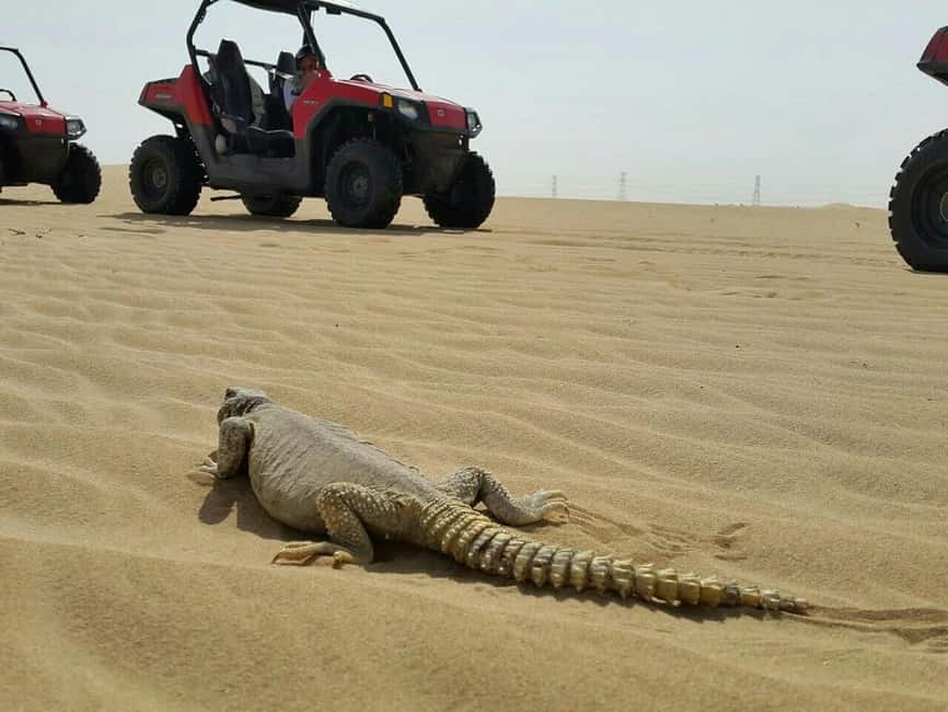 Dubai: Self-Drive Dune Buggy Safari with Pickup and Drop-Off - Key points at a glance