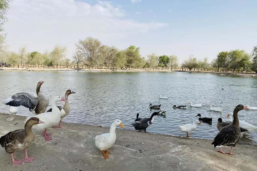 Dubai: Sunrise Desert Jeep Safari with Wildlife Experience - Wildlife and the Arabian oryx stop
