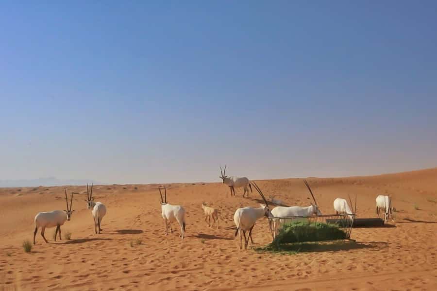 Dubai: Sunrise Desert Jeep Safari with Wildlife Experience - The guides make a real difference
