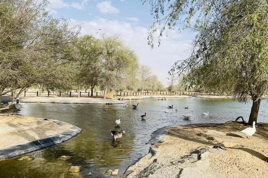 Dubai: Sunrise Desert Jeep Safari with Wildlife Experience - Is $51 good value?