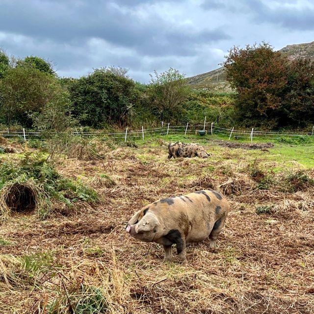 Dublin: Howth Safari Hiking Tour - What the Guides Add to the Walk