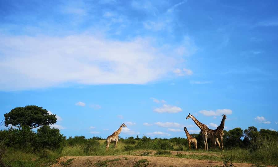 Durban: Hluhluwe Big 5 Safari with Pro Zeiss Binoculars - Key points to know before you go