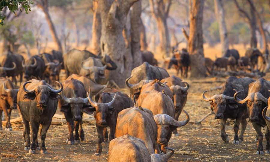 Durban: Hluhluwe Big 5 Safari with Pro Zeiss Binoculars - Why Hluhluwe-Imfolozi is worth the long road from Durban