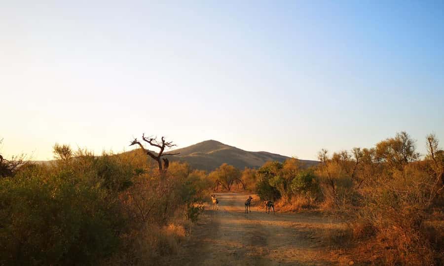 Durban: Hluhluwe Big 5 Safari with Pro Zeiss Binoculars - Entering through Nyalazi Gate for the Imfolozi drive