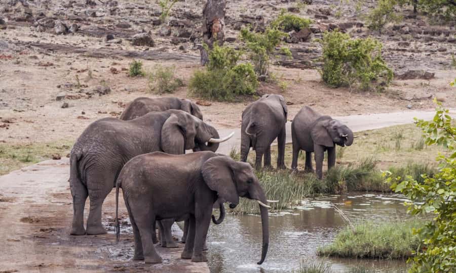 Durban: Hluhluwe Big 5 Safari with Pro Zeiss Binoculars - The afternoon in northern Hluhluwe