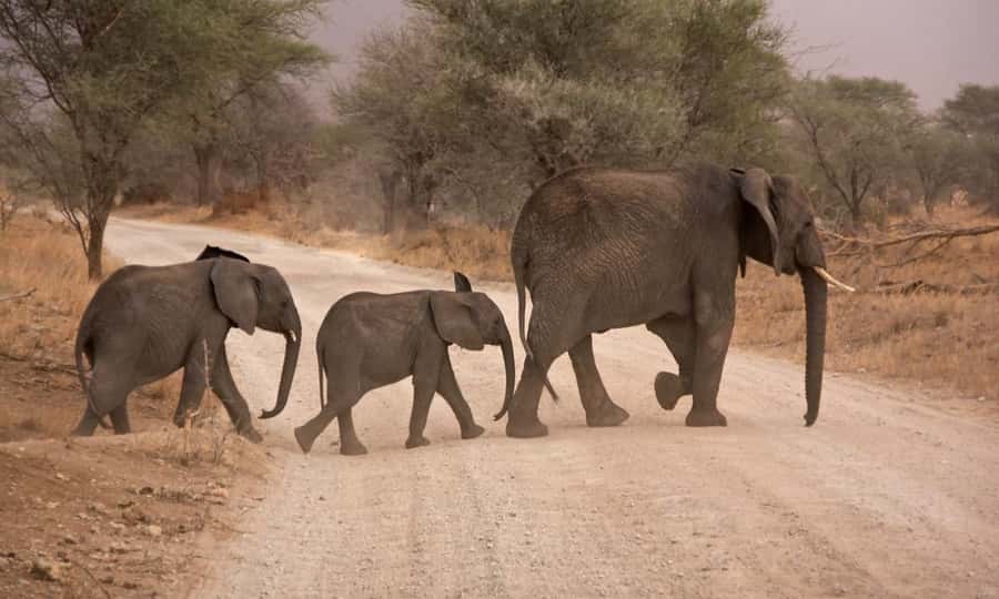 Durban: Hluhluwe Big 5 Safari with Pro Zeiss Binoculars - What you might see on the game drives