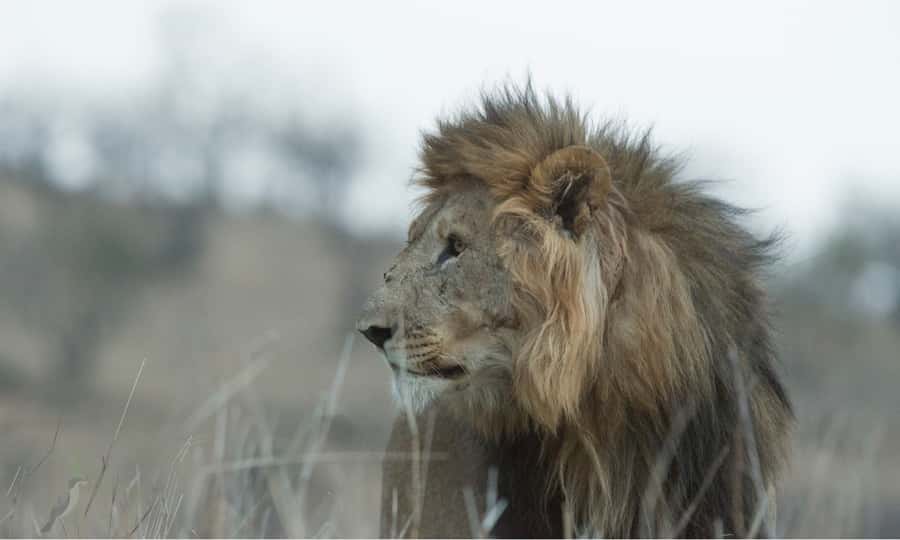 Durban: Hluhluwe Big 5 Safari with Pro Zeiss Binoculars - Is $202 good value for a Durban safari?