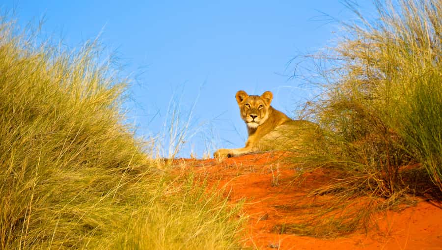 Durban: Hluhluwe Imfolozi Safari & iSimangaliso Tour - Lunch before the inland game drive