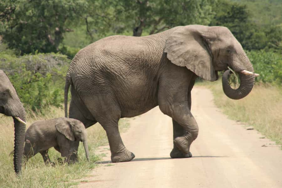Durban: Hluhluwe Imfolozi Safari & iSimangaliso Tour - Comfort, clothing, and language