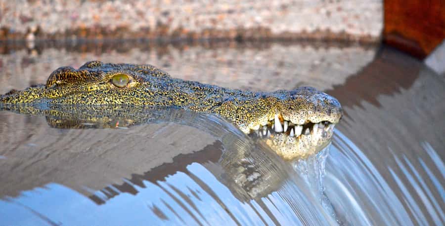 Durban: Hluhluwe Imfolozi Safari & iSimangaliso Tour - The wetland world of iSimangaliso