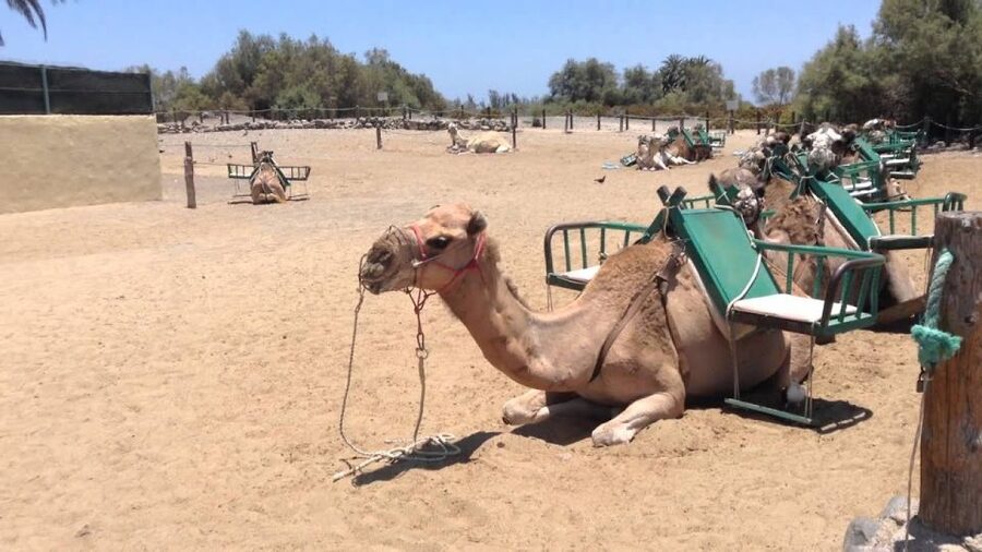 E-Bike City Tour with Camel Safari on Maspalomas Sand Dunes - Practical Tips for a Smoother Outing