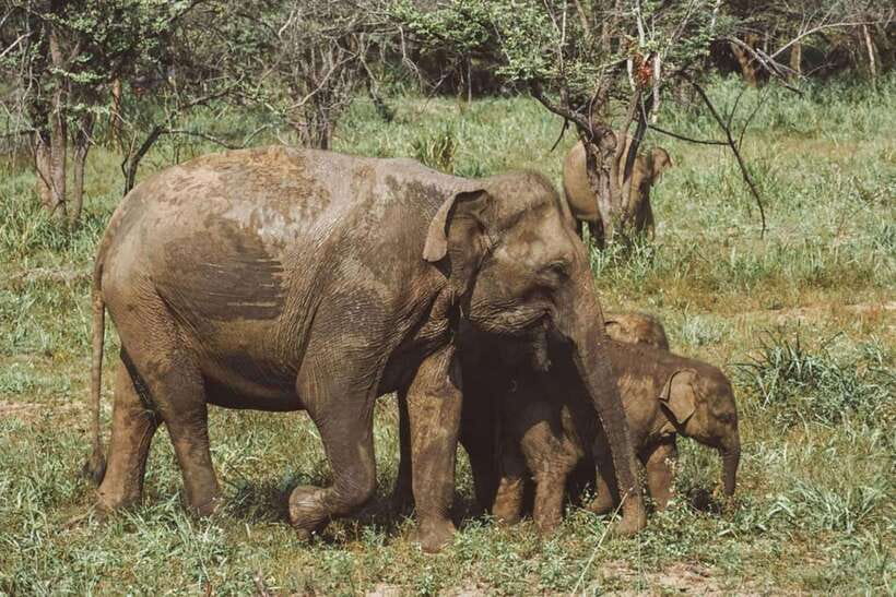Elephant Kingdom Safari – Minneriya National Park - Key points before you book