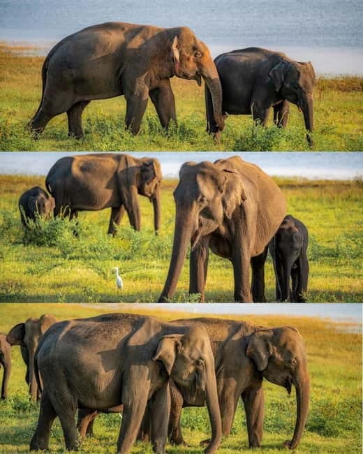 Elephant Kingdom Safari – Minneriya National Park - Why Minneriya is one of Sri Lanka’s best elephant stops