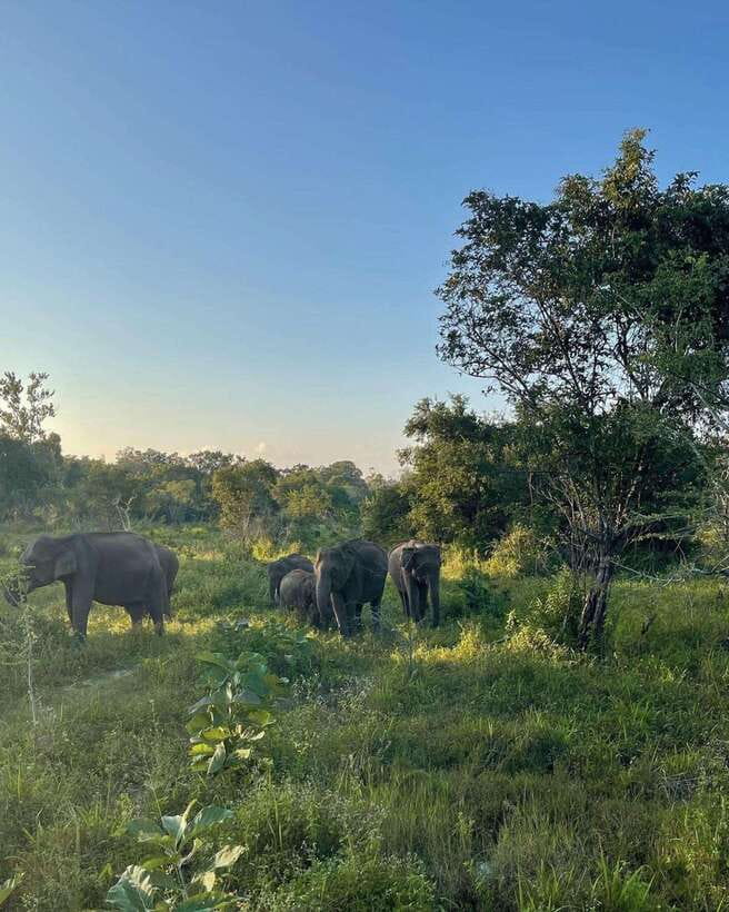 Elephant Kingdom Safari – Minneriya National Park - The guide can make or break the safari