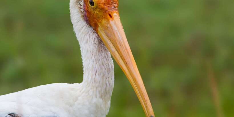 Ella: Safari Day Trip to Yala & Udawalawe with Lunch - Practical advice for making the day better