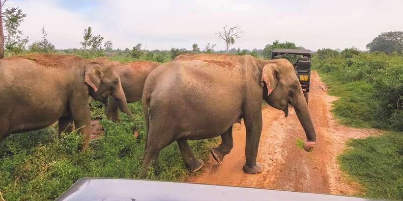 Ella: Shuttle to Mirissa/Galle/Hikkaduwa & Udawalawa Safari - Why this transfer makes sense on a Sri Lanka itinerary