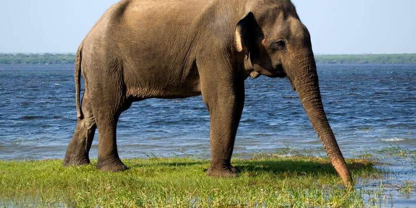 Ella: Shuttle to Tangalle/Mirissa/Galle w Udawalawe Safari - Key points before you book