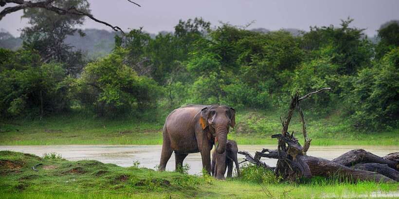 Ella: Shuttle to Tangalle/Mirissa/Galle w Udawalawe Safari - Why this Ella to coast transfer works so well