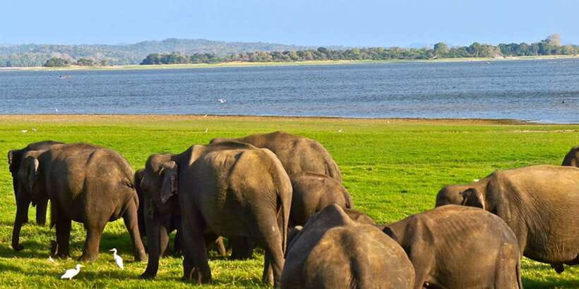 Ella: Shuttle to Tangalle/Mirissa/Galle w Udawalawe Safari - Guides who know where to look