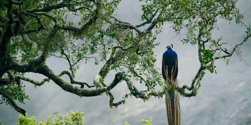 Ella: Shuttle to Tangalle/Mirissa/Galle w Udawalawe Safari - Timing, delays, and the seven-hour estimate