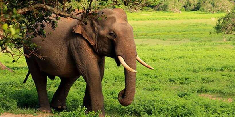 Ella: Shuttle to Tangalle/Mirissa/Galle w Udawalawe Safari - Who should choose this experience