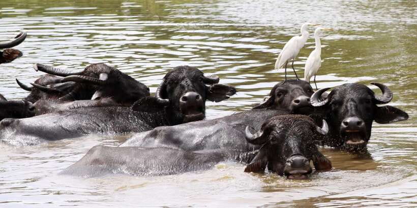 ELLA to TANGALLE/MIRISSA/GALLE Shuttle & YALA Safari - Which southern stop suits your plan?