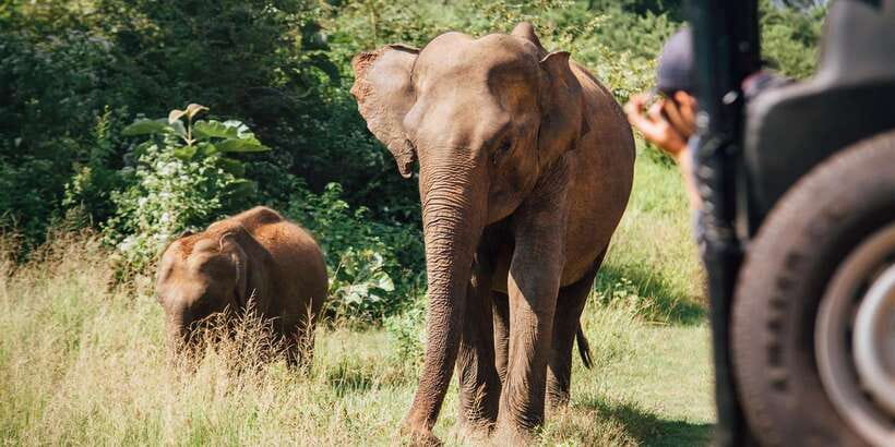 ELLA to TANGALLE/MIRISSA/GALLE Shuttle & YALA Safari - Small details that improve the experience