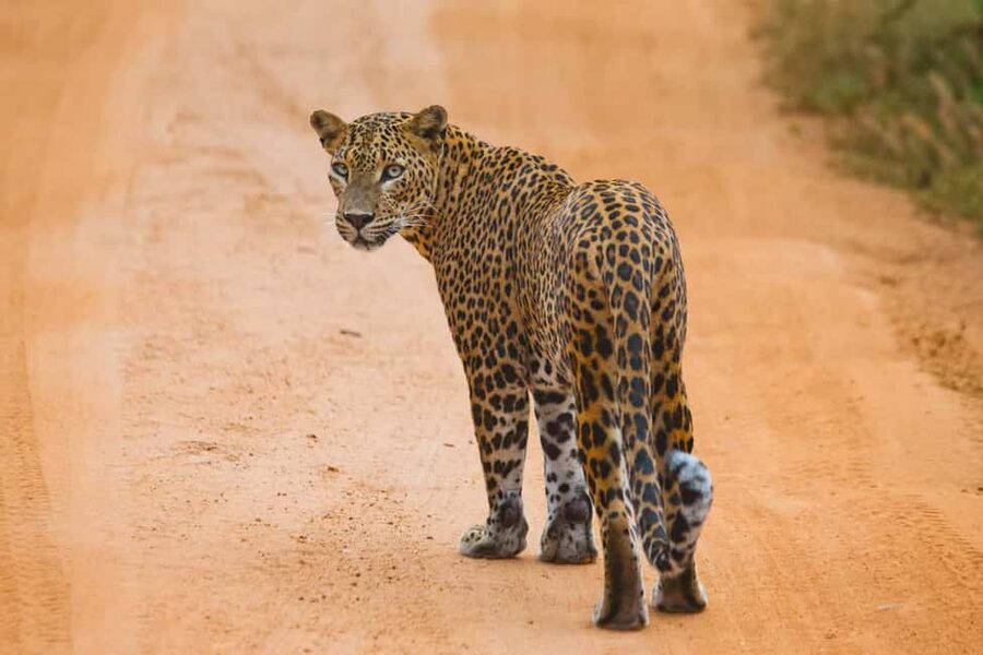 Ella: Transfer to Hikkaduwa & Yala Safari Tour - Key points to know before booking